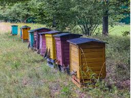 abeille.jpg abeille.jpg